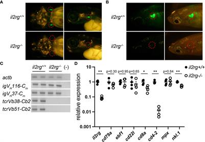 Maturation of the medaka immune system depends on reciprocal interactions between the microbiota and the intestinal tract